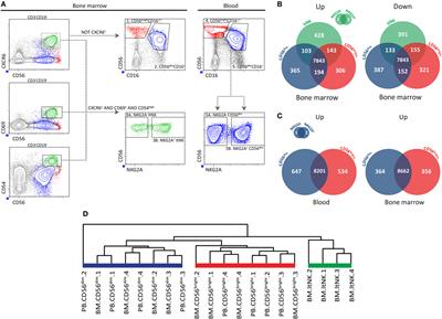 Human Bone Marrow-Resident Natural Killer Cells Have a Unique Transcriptional Profile and Resemble Resident Memory CD8+ T Cells